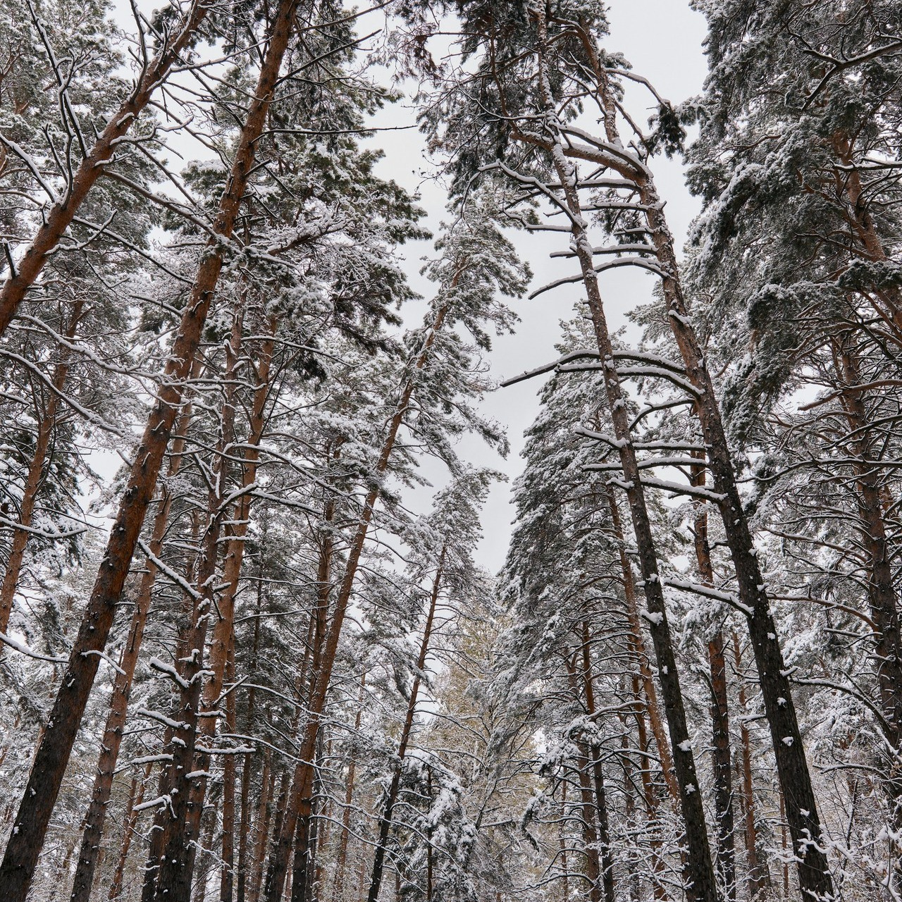 Сергей Богомолов. Свадебный и семейный фотограф
