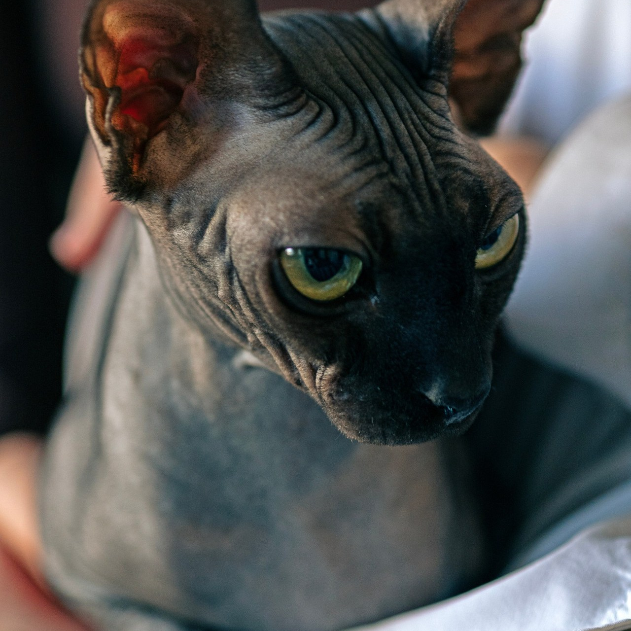 Отзывы. Семейный и детский фотограф,женские портреты,Ростов-на-Дону ,Иманова И