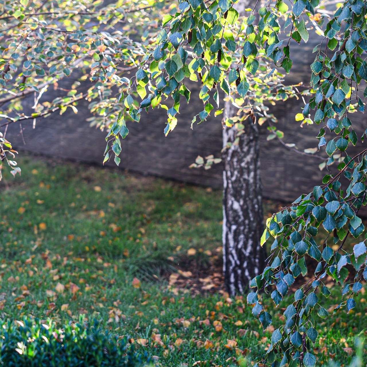 Отзывы. Фотограф Самира Абдуллаева