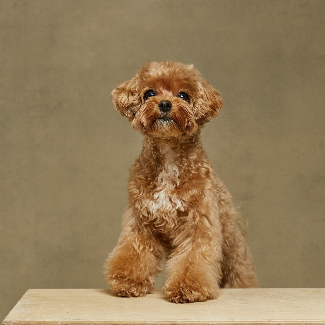 Отзывы. Pets Photography / Фотограф Собак