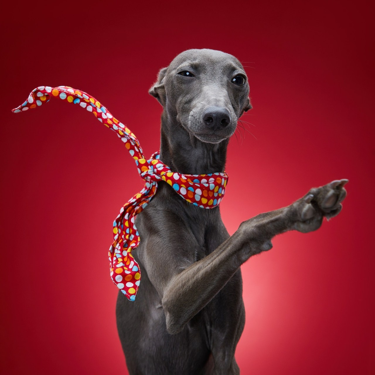 Отзывы. Pets Photography / Фотограф Собак