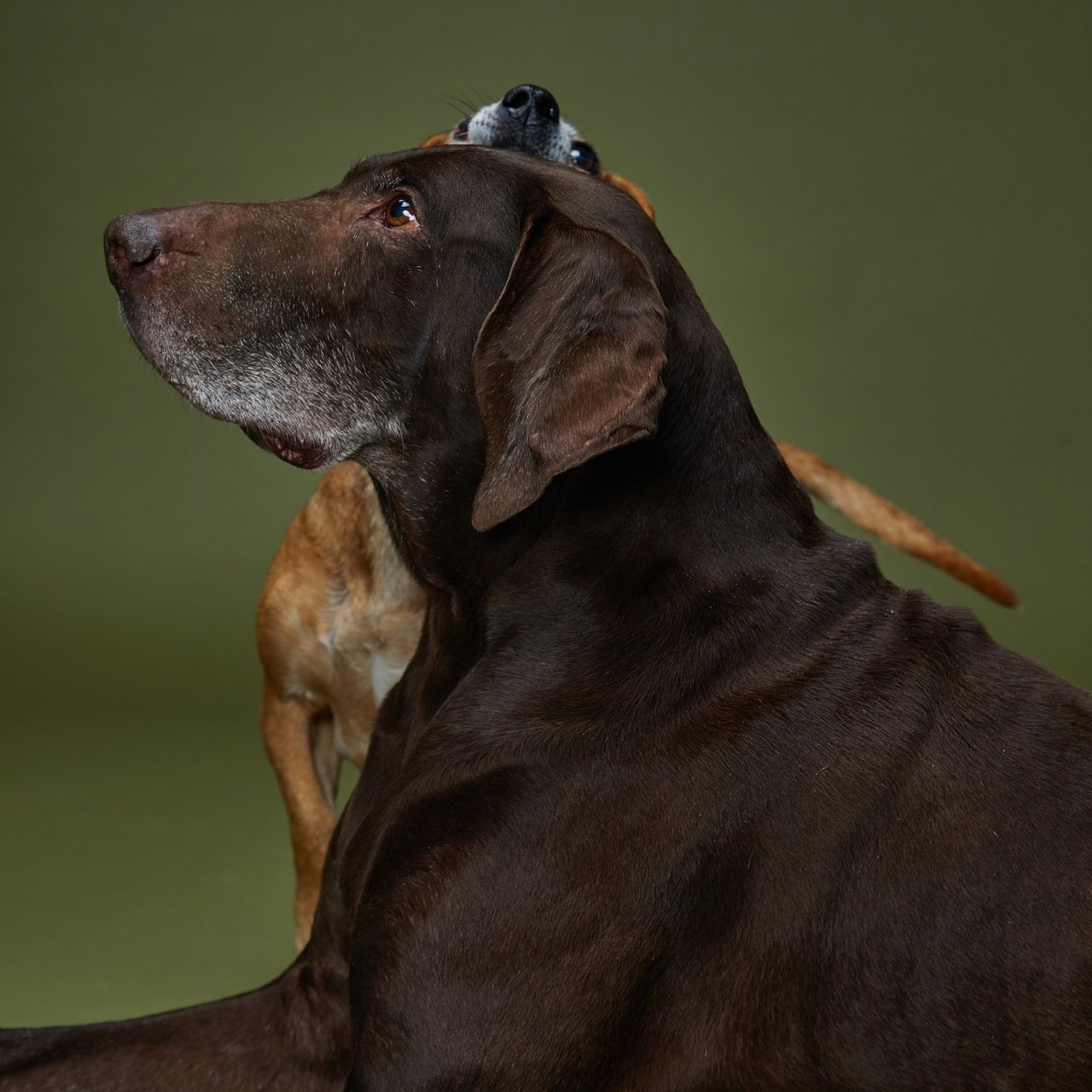 Отзывы. Pets Photography / Фотограф Собак