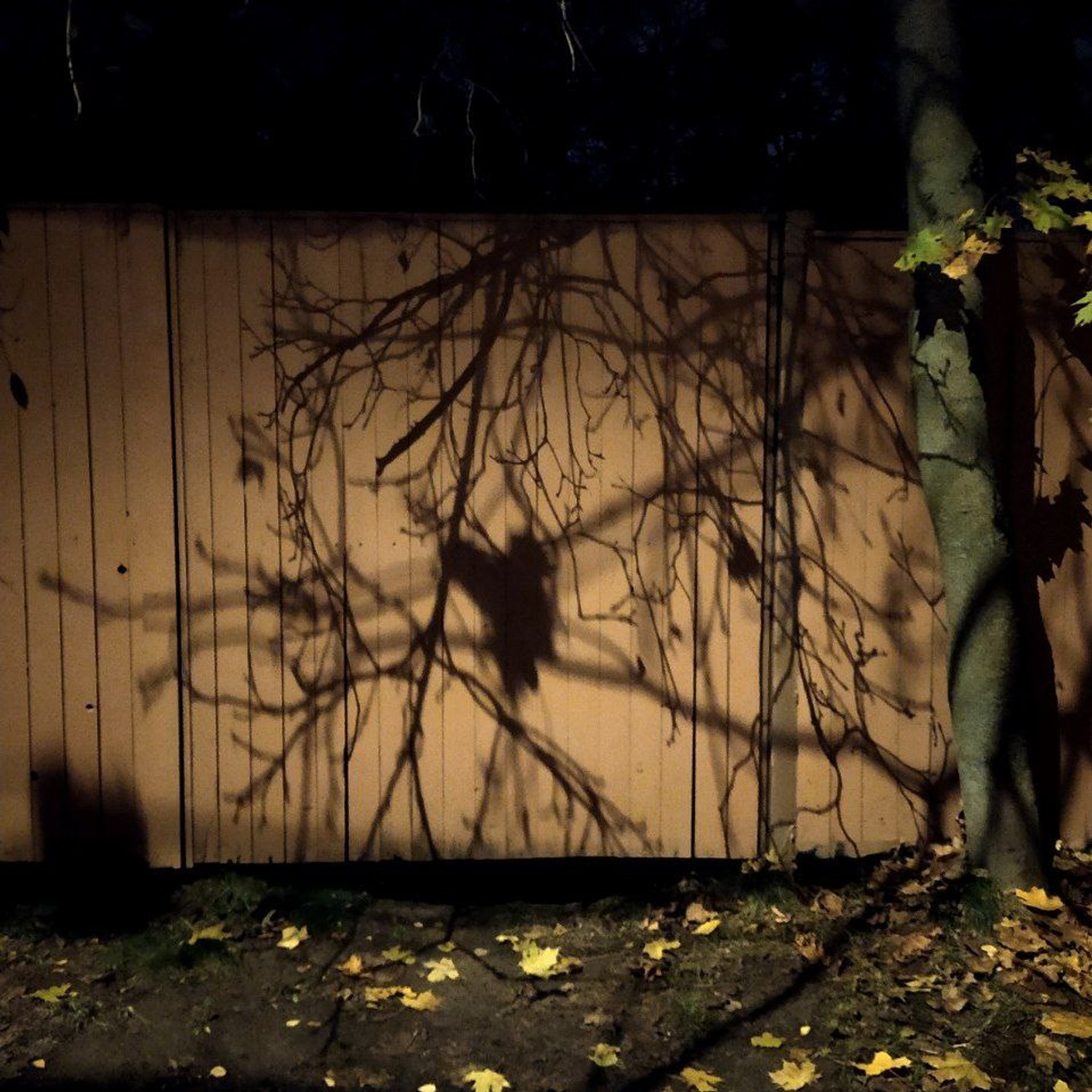 Из сердца лесополосы