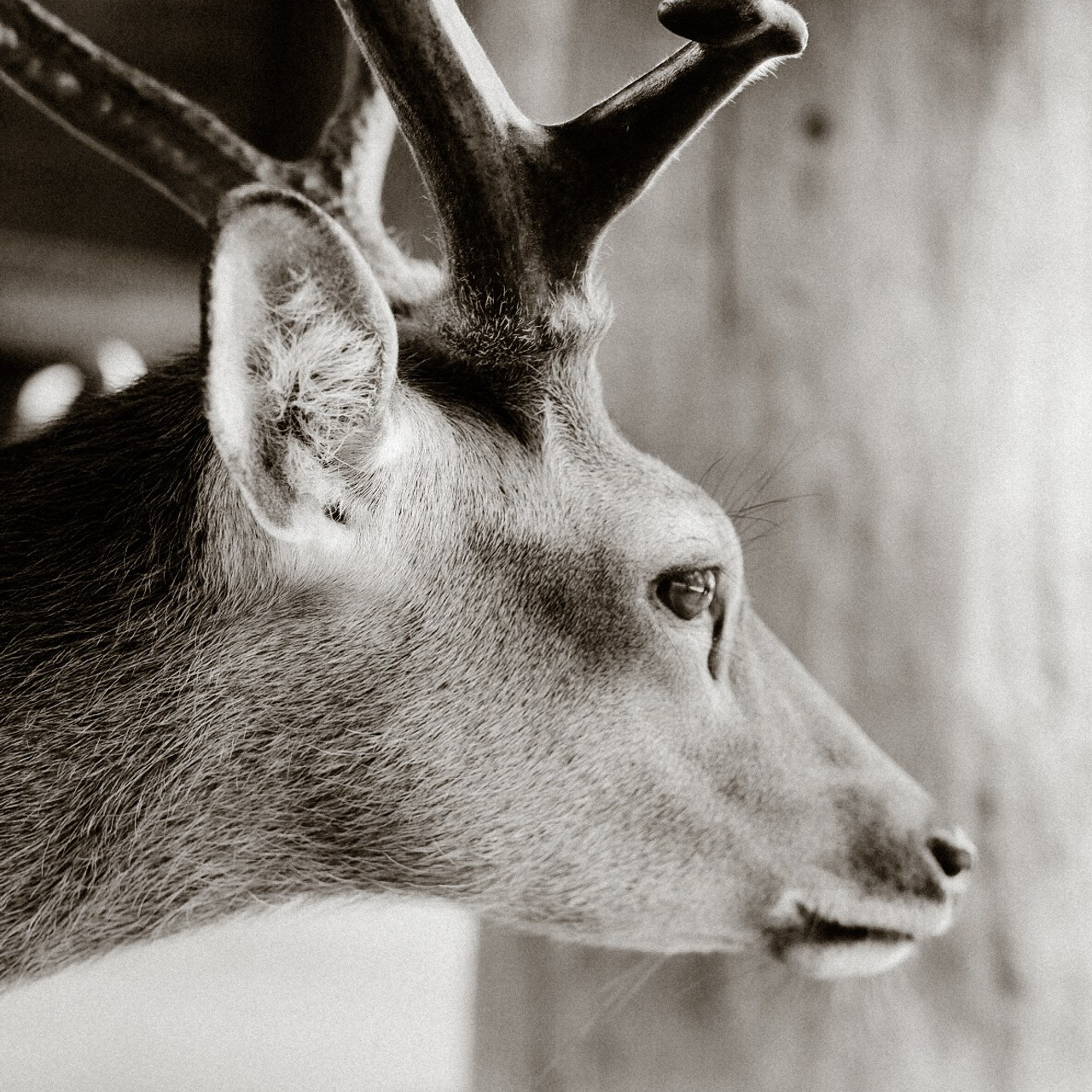 JAPAN. ГЛАВНАЯ