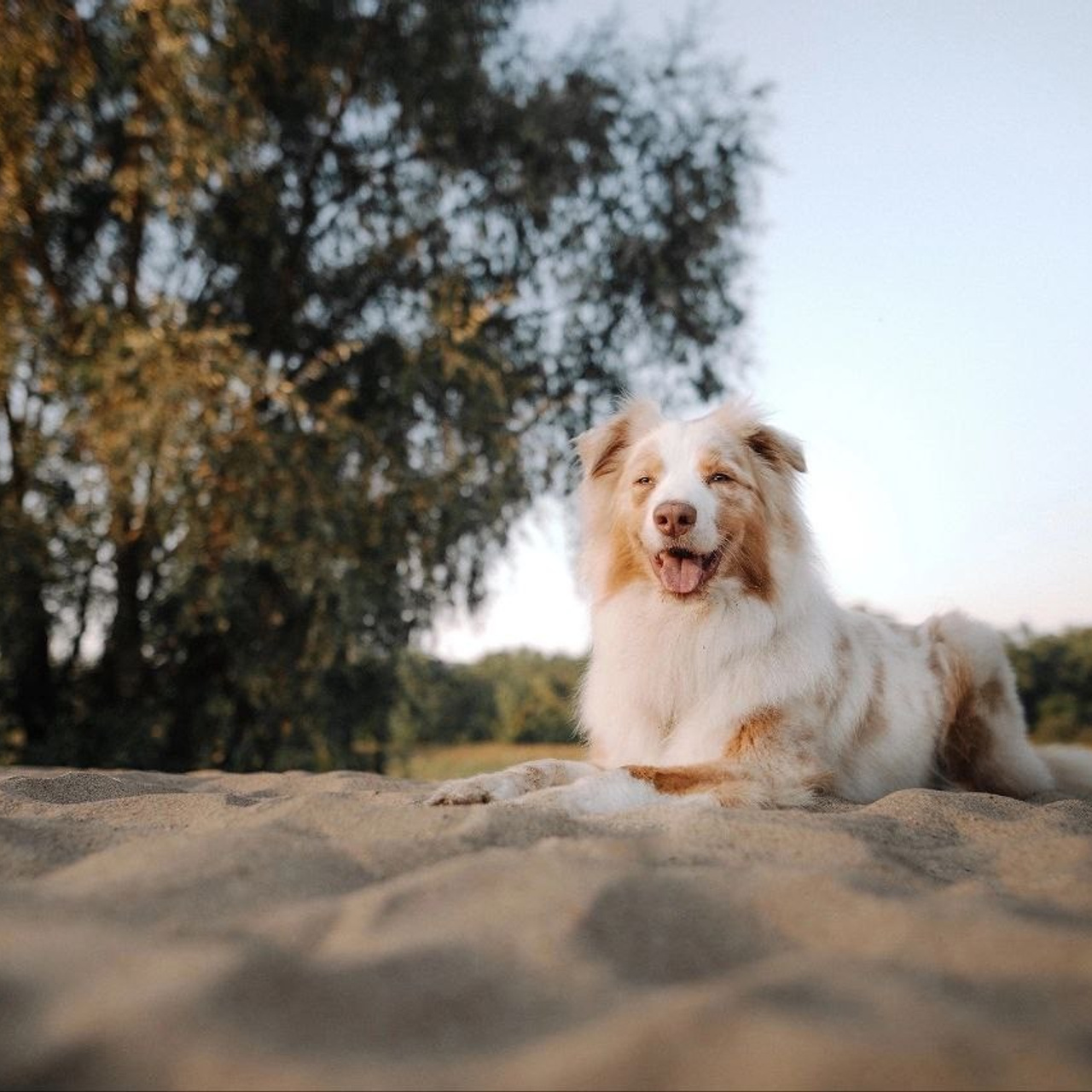 Австралийская овчарка — Мози | id 26705