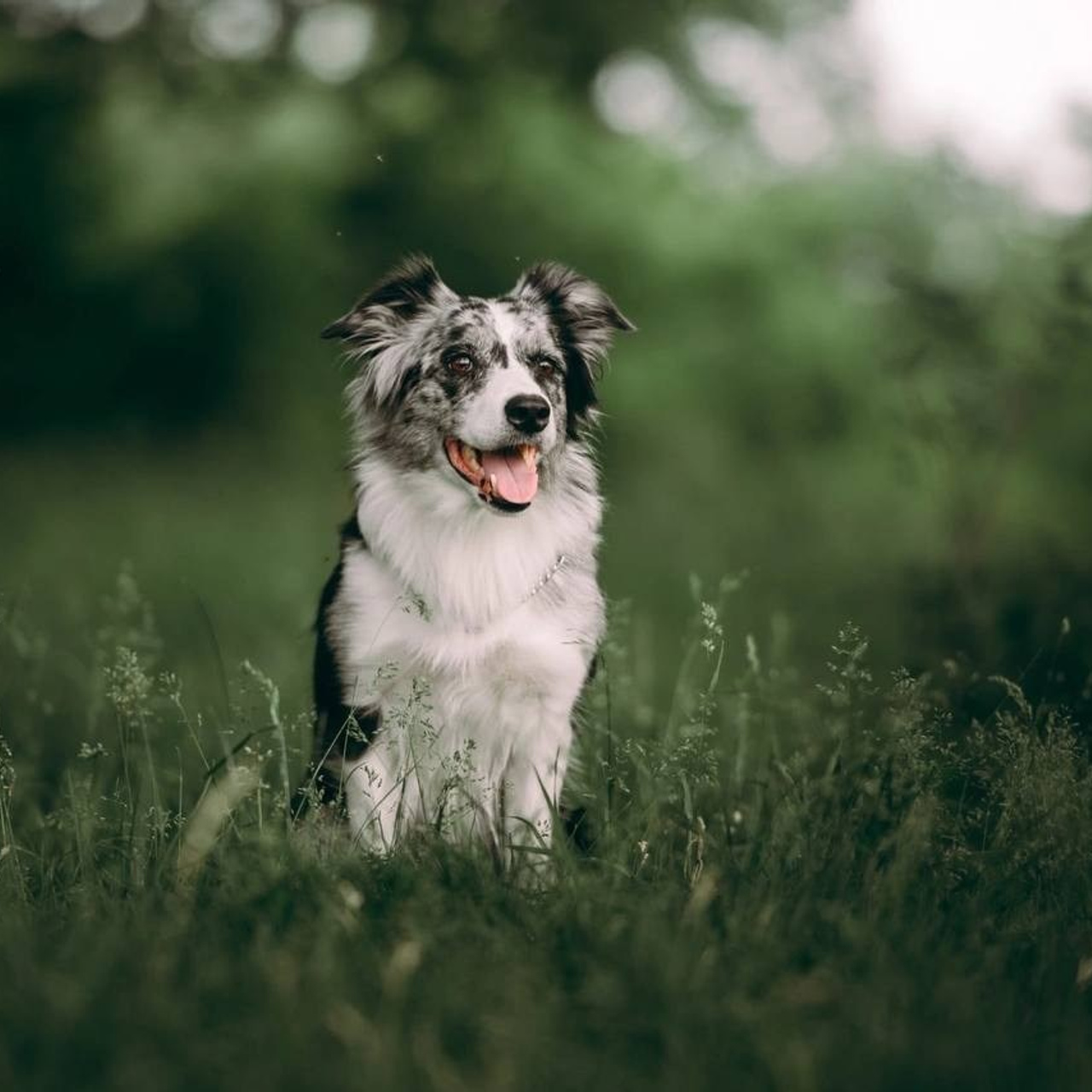 Бордер-колли — Юки | id 26703