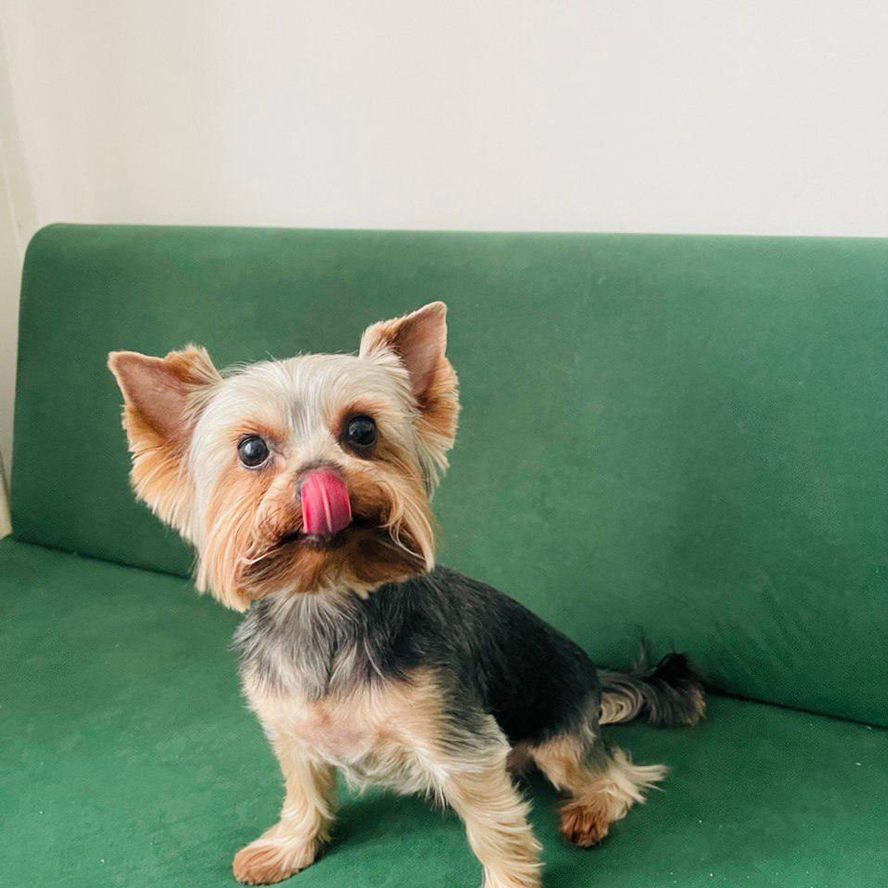 Йоркширский терьер — Рафаэль | id 26708