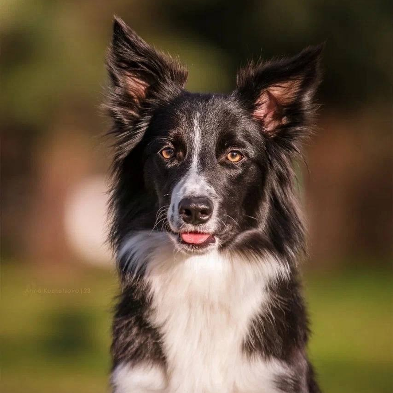 Бордер-колли — Одиннадцать | id 26703