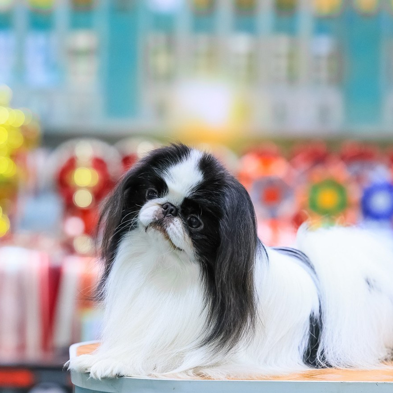 Татьяна Кауфман - отзывы о фотосессия. Фотограф Анималист из Новосибирска Татьяна Кауфман