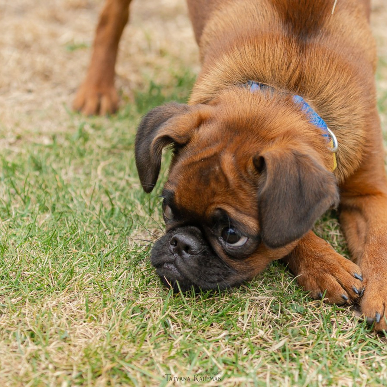 Татьяна Кауфман - отзывы о фотосессия. Фотограф Анималист из Новосибирска Татьяна Кауфман