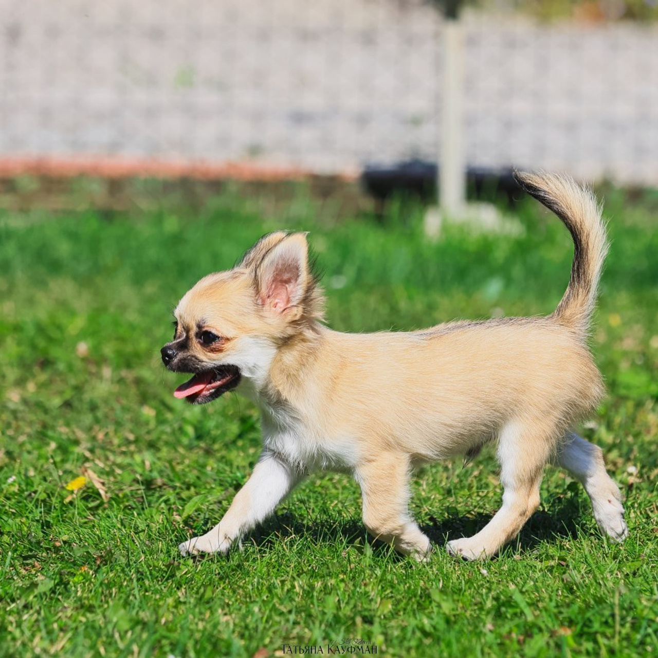 Татьяна Кауфман - отзывы о фотосессия. Фотограф Анималист из Новосибирска Татьяна Кауфман