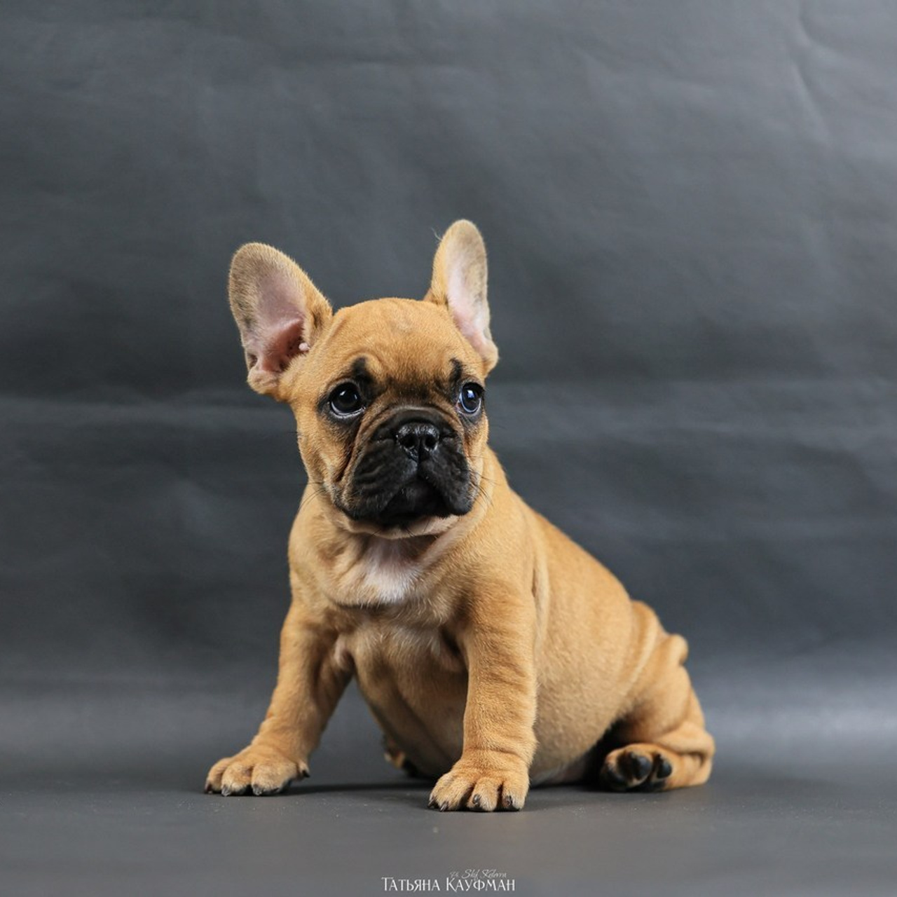 Татьяна Кауфман - отзывы о фотосессия. Фотограф Анималист из Новосибирска Татьяна Кауфман