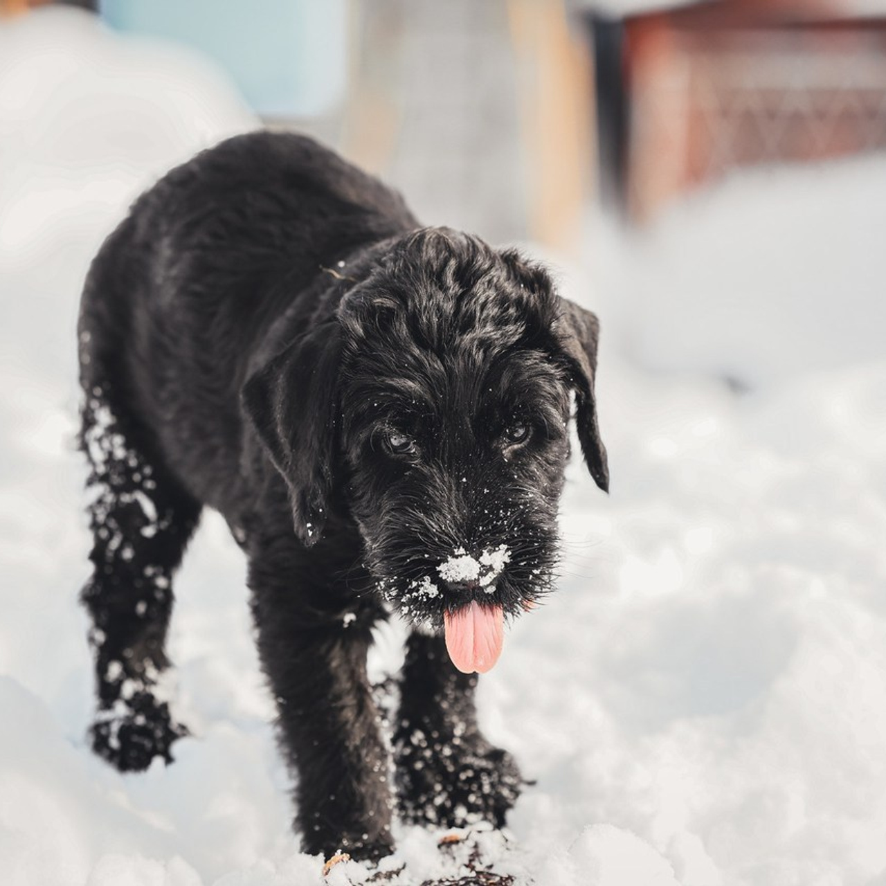 Татьяна Кауфман - отзывы о фотосессия. Фотограф Анималист из Новосибирска Татьяна Кауфман