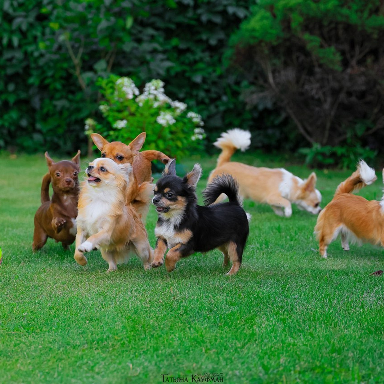 Татьяна Кауфман - отзывы о фотосессия. Фотограф Анималист из Новосибирска Татьяна Кауфман