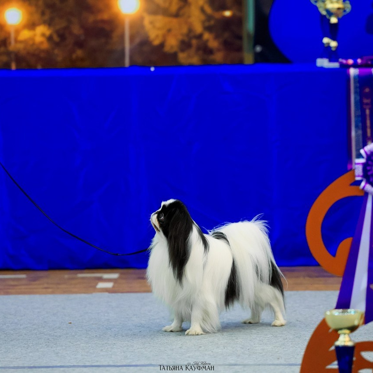 Татьяна Кауфман - отзывы о фотосессия. Фотограф Анималист из Новосибирска Татьяна Кауфман