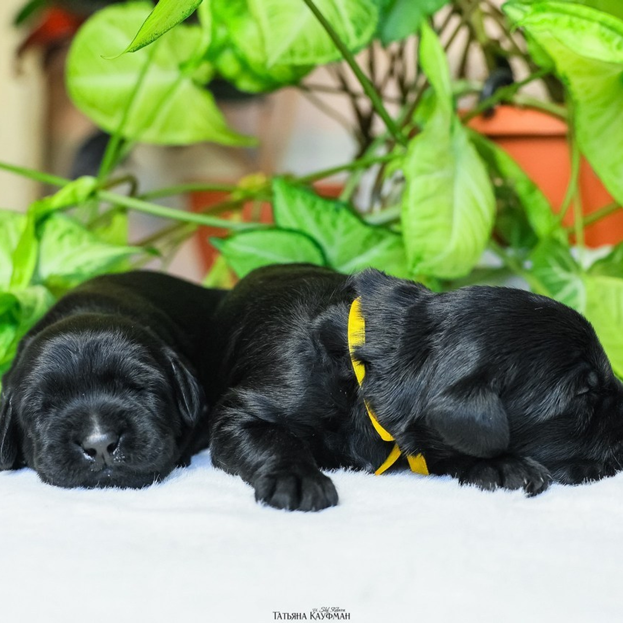 Татьяна Кауфман - отзывы о фотосессия. Фотограф Анималист из Новосибирска Татьяна Кауфман