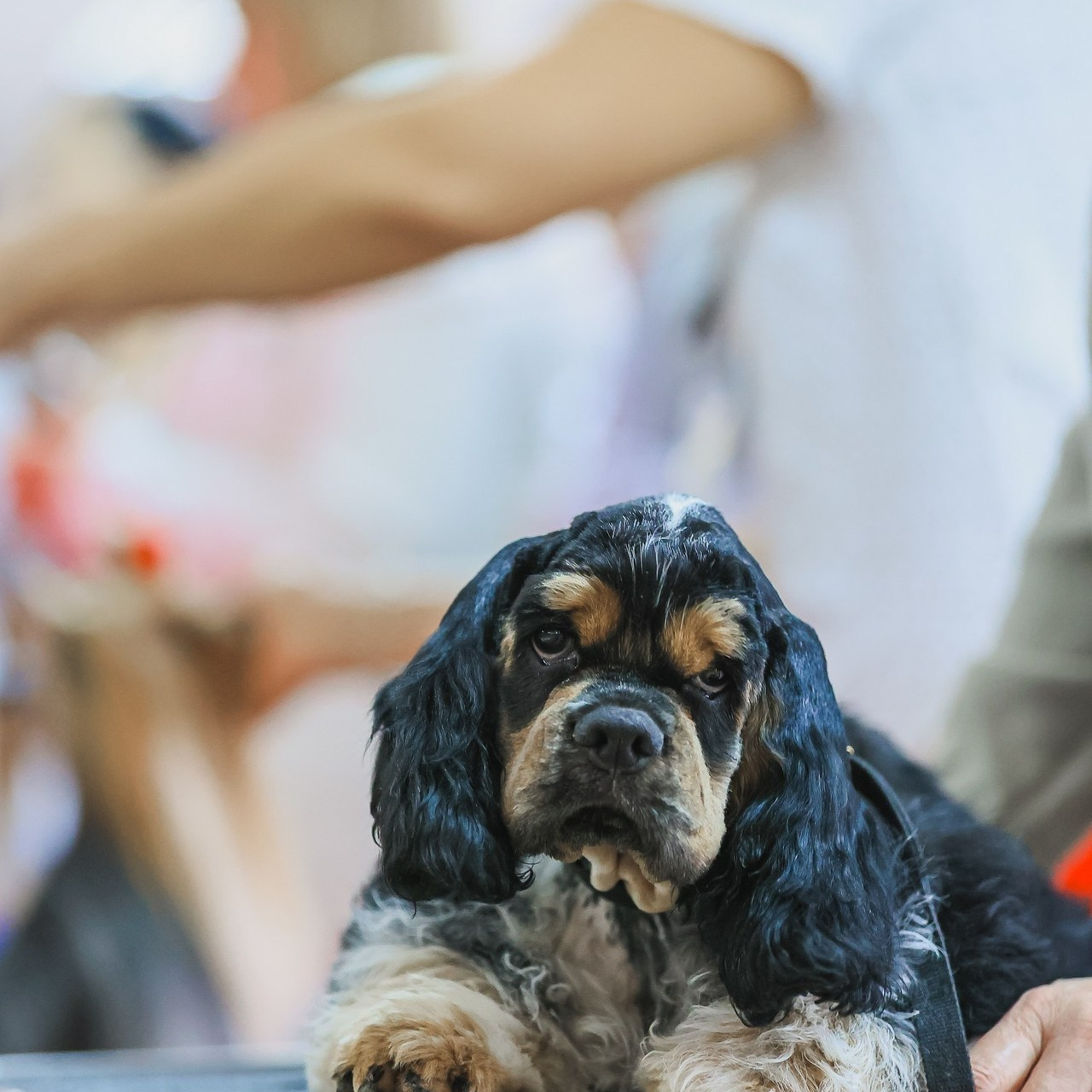 Татьяна Кауфман - отзывы о фотосессия. Фотограф Анималист из Новосибирска Татьяна Кауфман