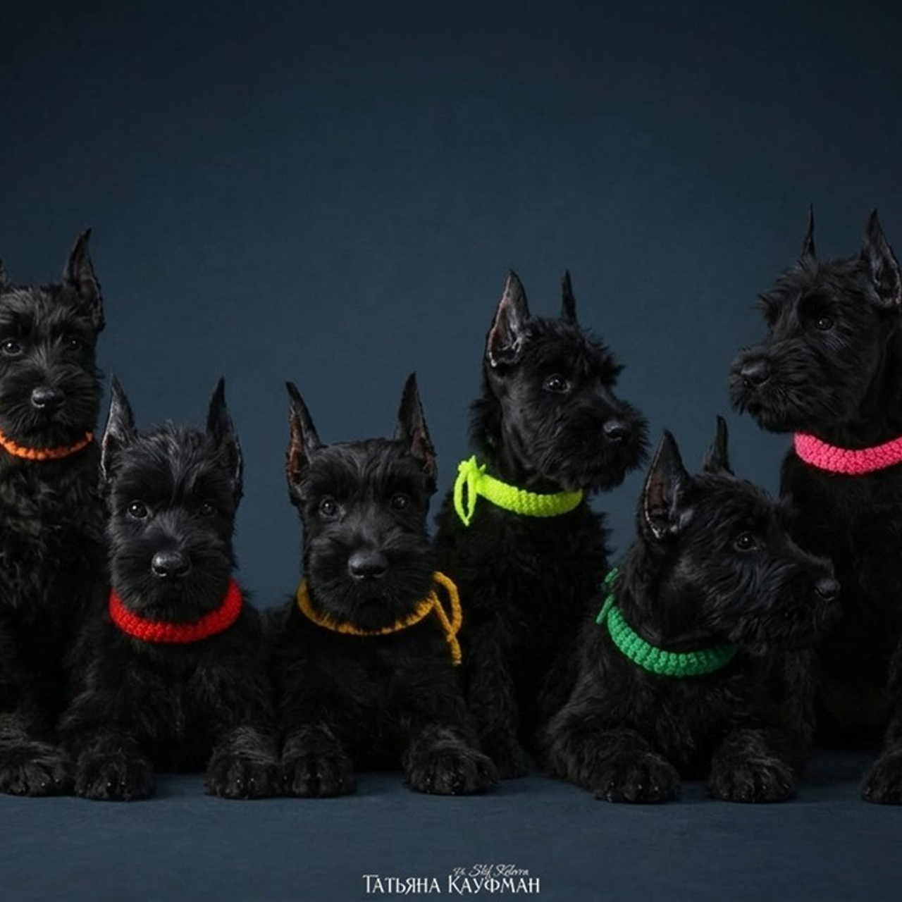 Татьяна Кауфман - отзывы о фотосессия. Фотограф Анималист из Новосибирска Татьяна Кауфман