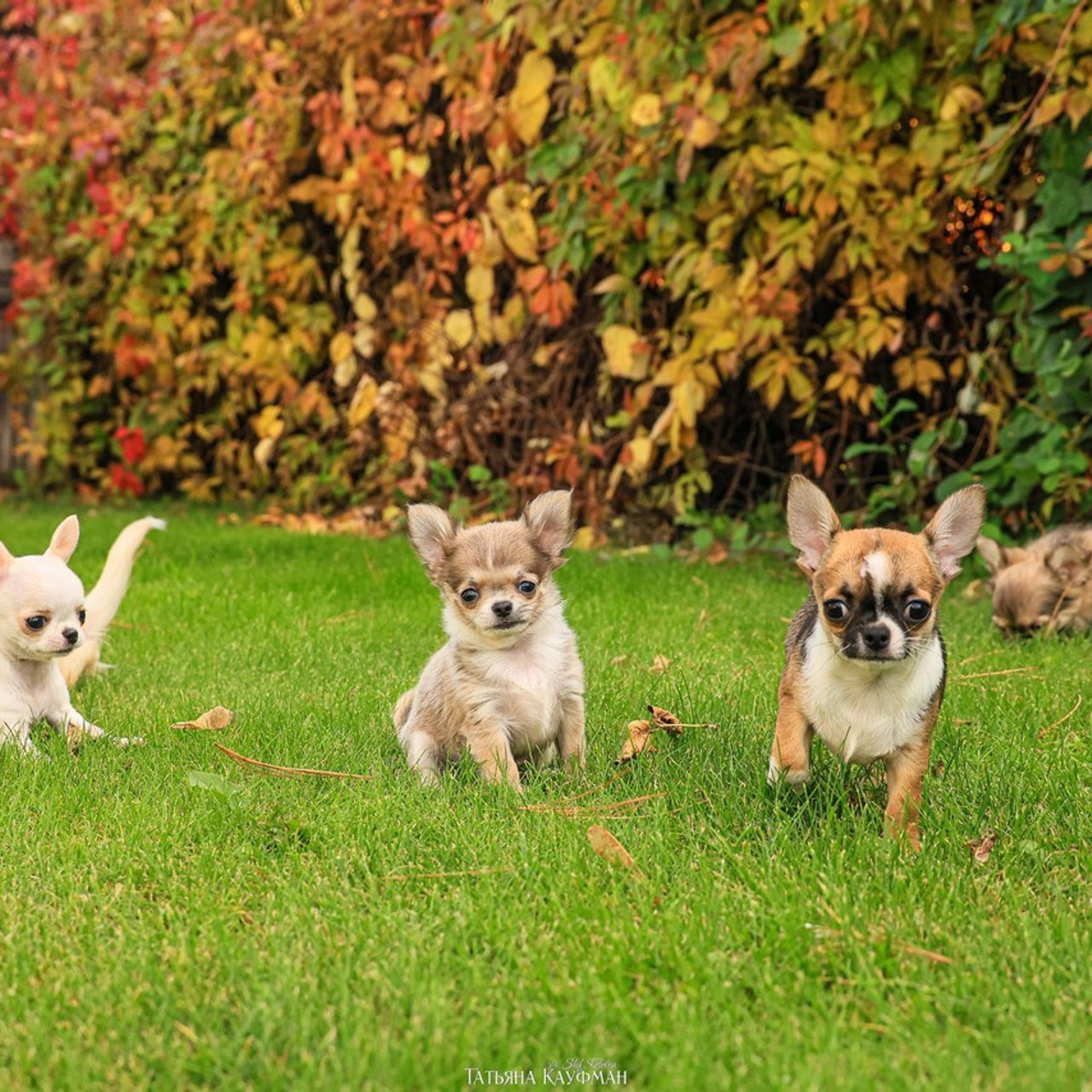 Татьяна Кауфман - отзывы о фотосессия. Фотограф Анималист из Новосибирска Татьяна Кауфман