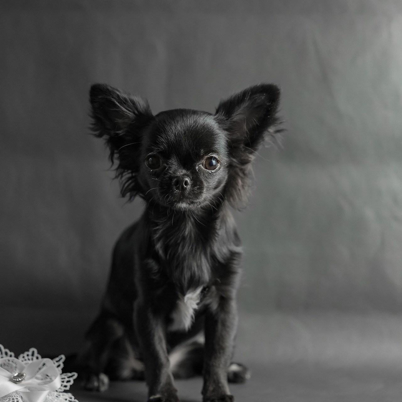 Татьяна Кауфман - отзывы о фотосессия. Фотограф Анималист из Новосибирска Татьяна Кауфман