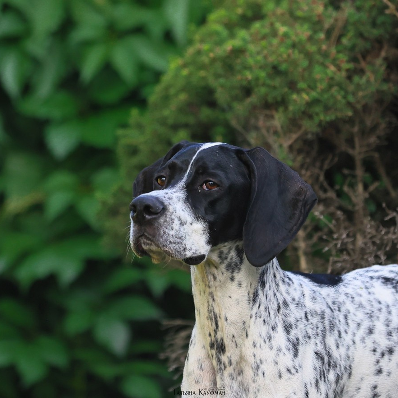 Татьяна Кауфман - отзывы о фотосессия. Фотограф Анималист из Новосибирска Татьяна Кауфман