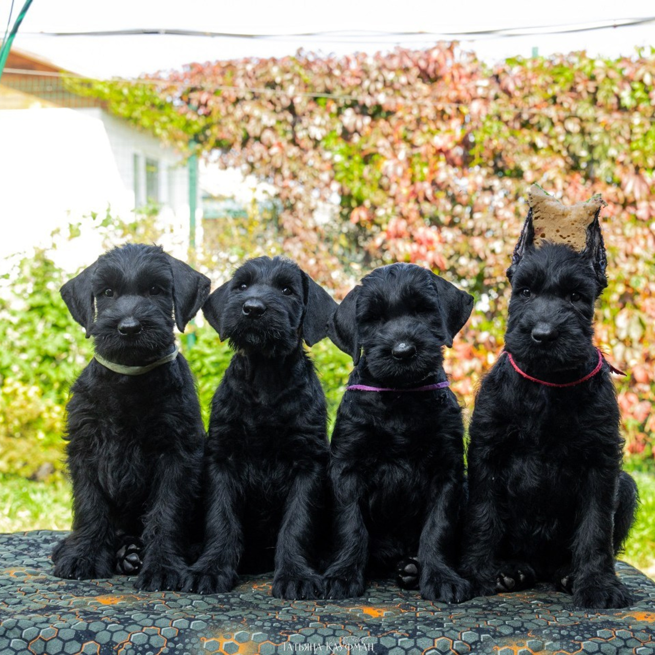 Татьяна Кауфман - отзывы о фотосессия. Фотограф Анималист из Новосибирска Татьяна Кауфман