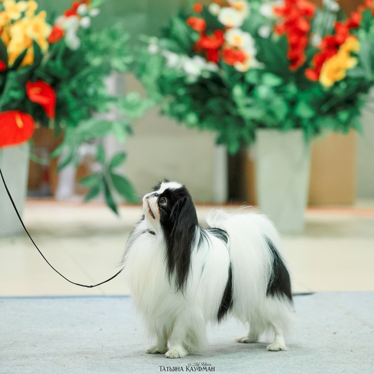 Татьяна Кауфман - отзывы о фотосессия. Фотограф Анималист из Новосибирска Татьяна Кауфман