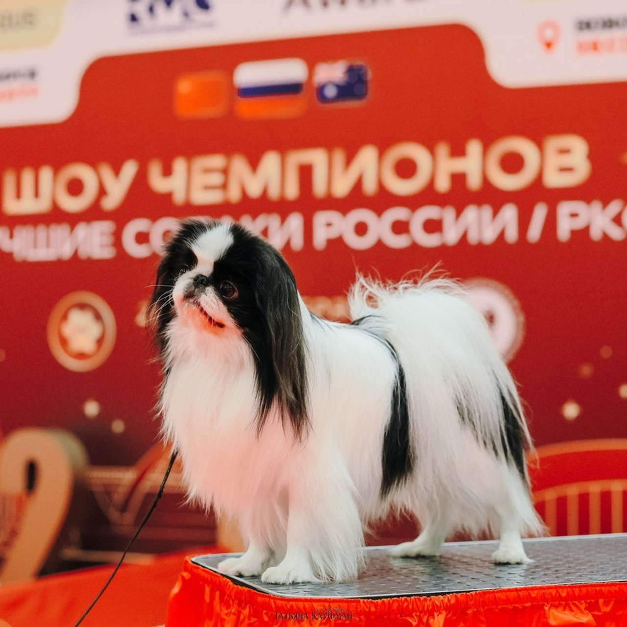 Татьяна Кауфман - отзывы о фотосессия. Фотограф Анималист из Новосибирска Татьяна Кауфман