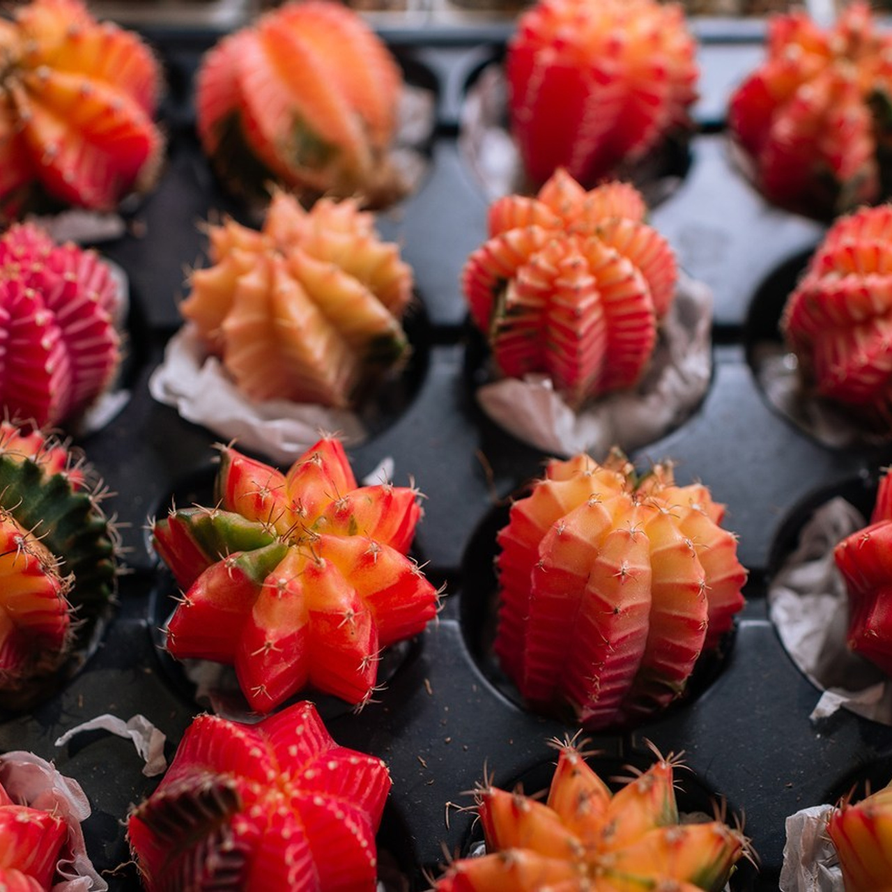 Отзывы. Репортажный фотограф в Санкт-Петербурге Анастасия Клёпова