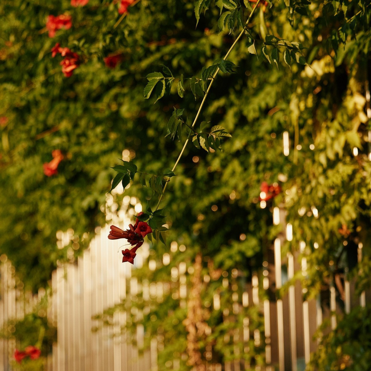 Отзывы. Свадебный репортажный фотограф краснодар максим дремов дрёмов фотосессия студия цена