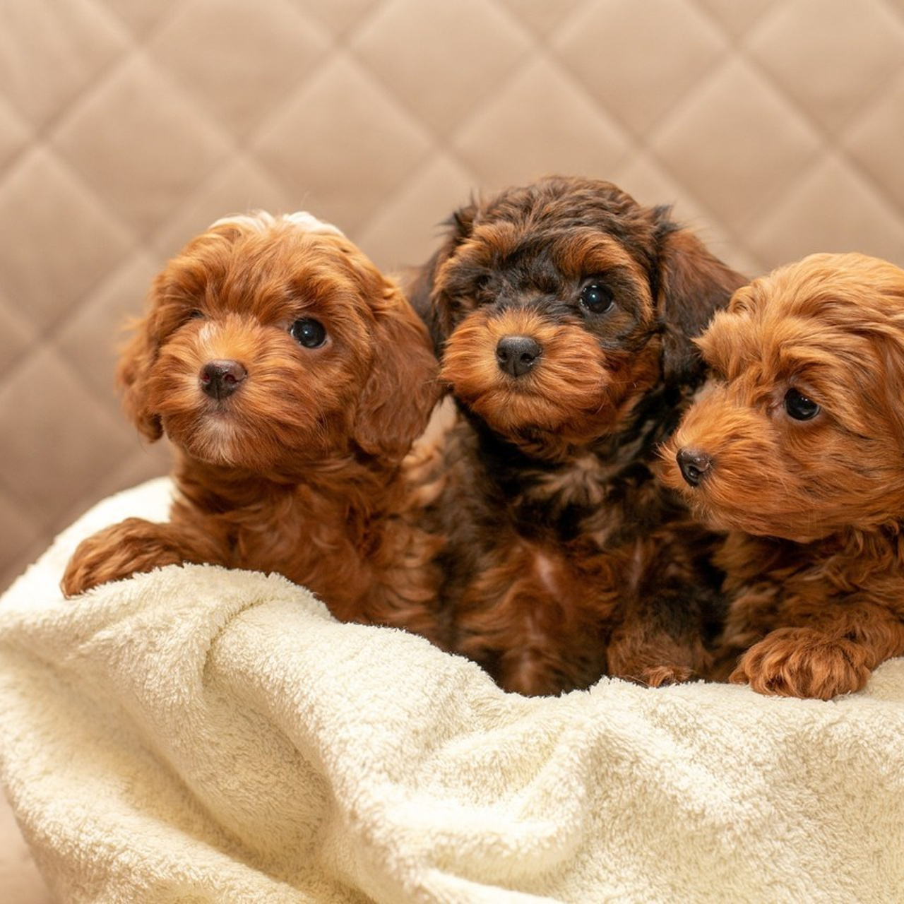 Отзывы. Портретный фотограф Надежда Волкова