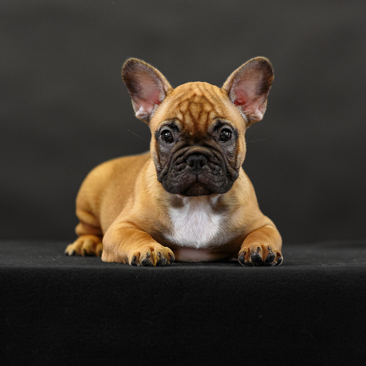 Французский бульдог 11.06.2023