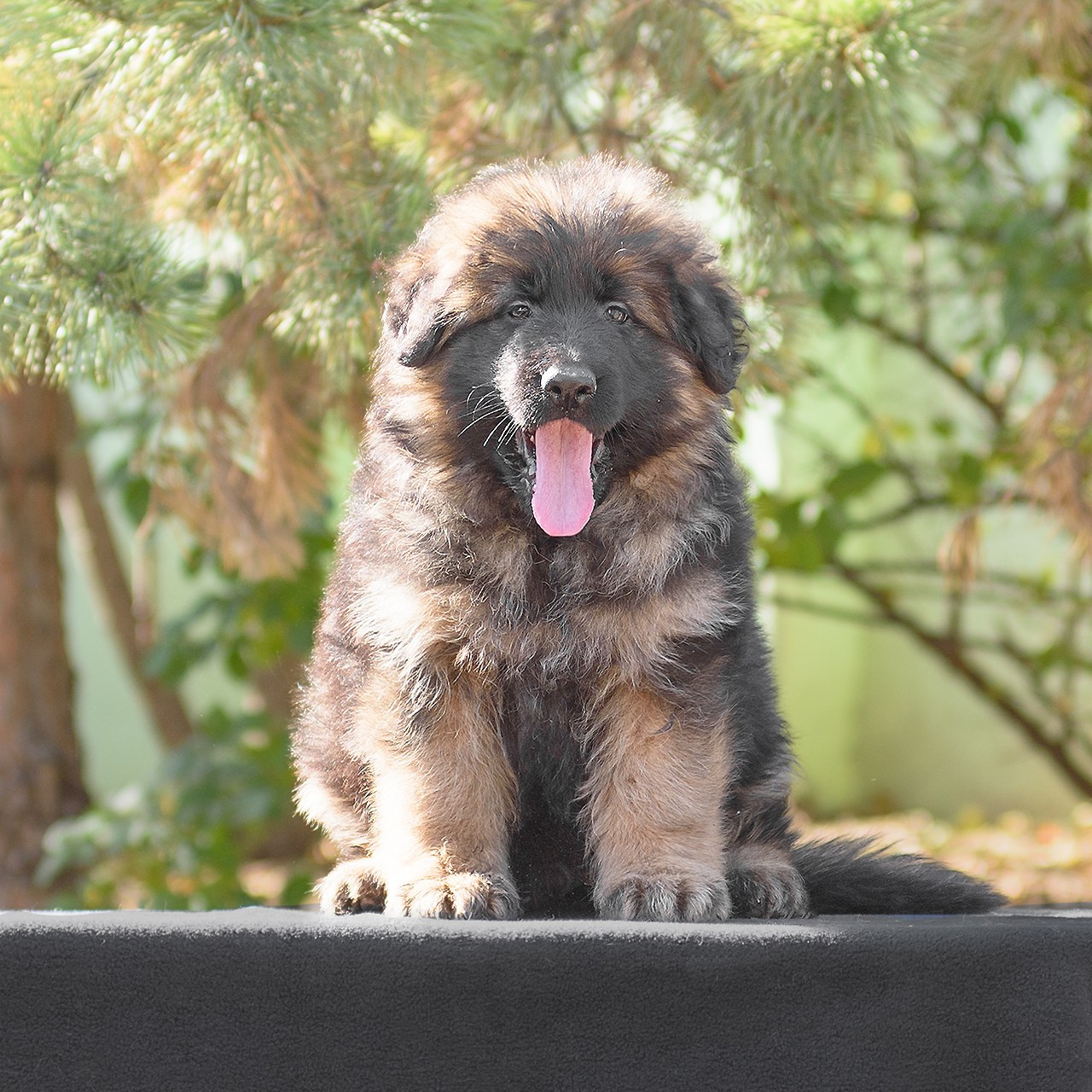 Немецкие овчарки 14.10.2023