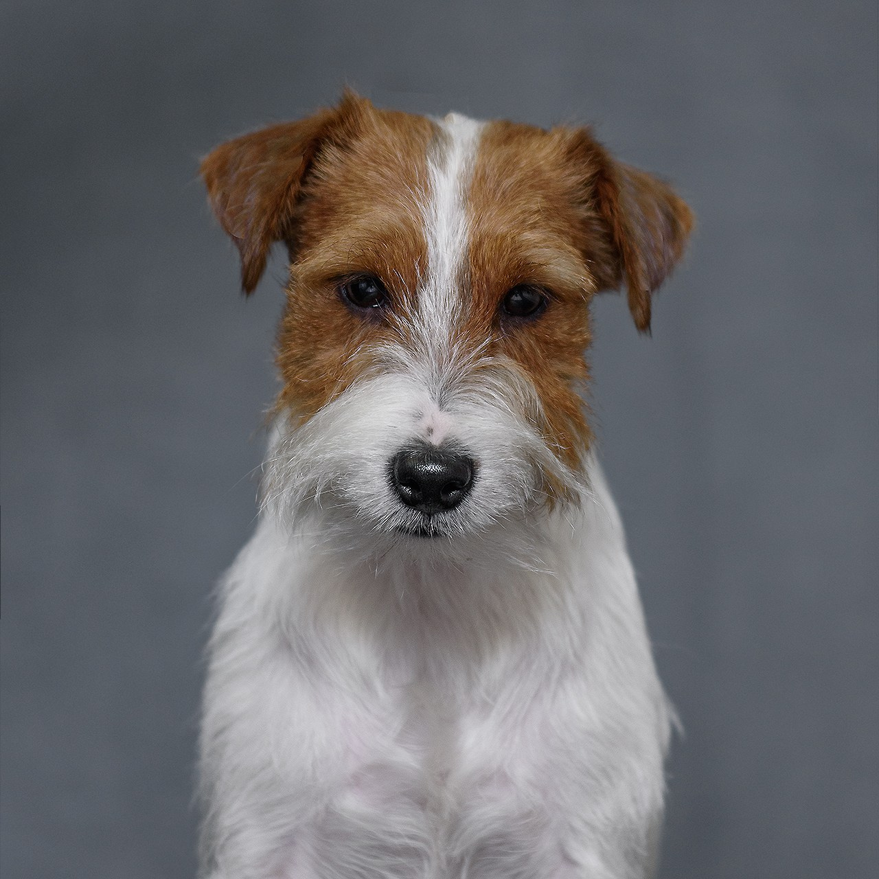 Джек рассел терьер 09.02.2024