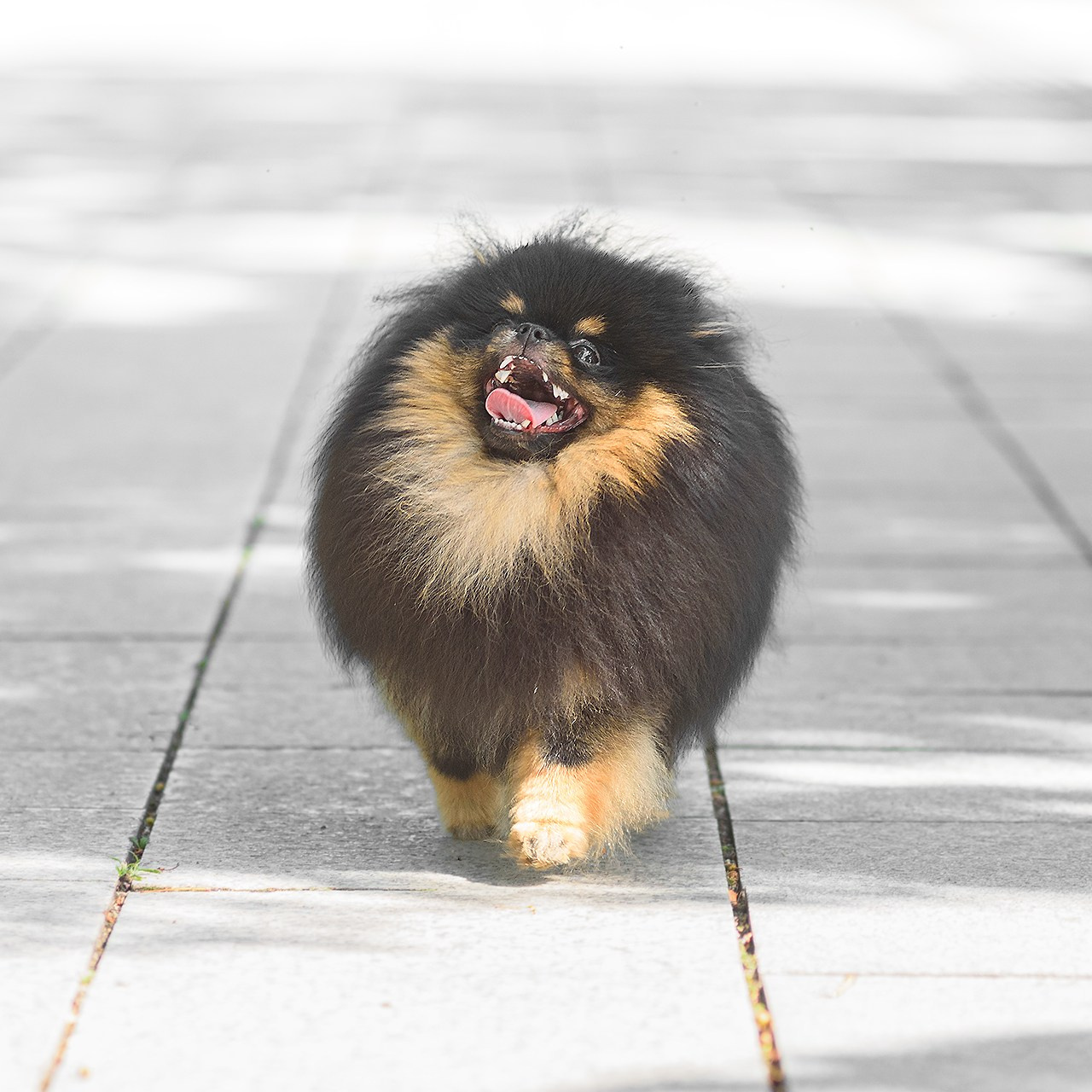 Шпицы 24.07.2024