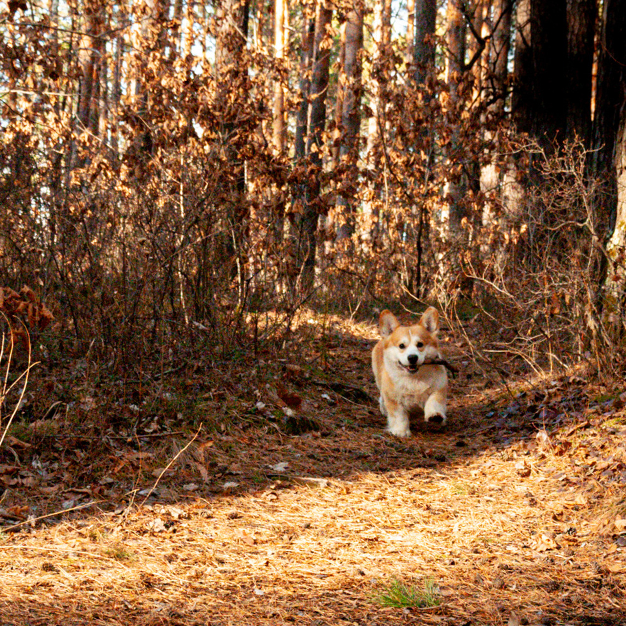 Локки и его команда 04.04.2021