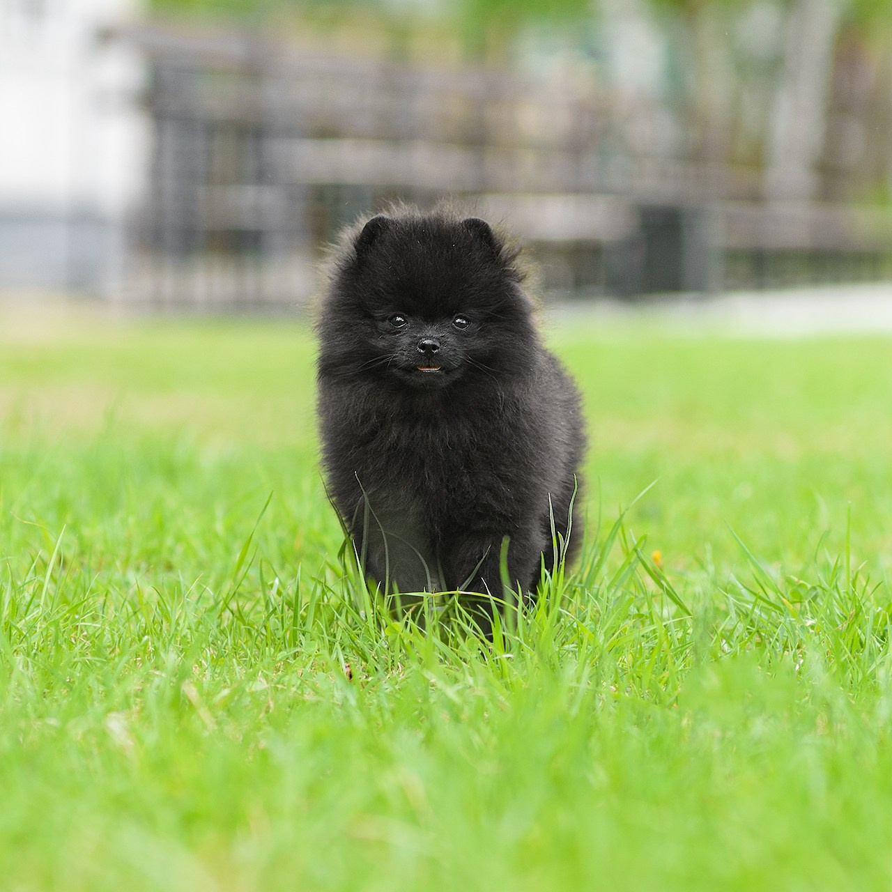 Померанский шпиц 07.06.2024