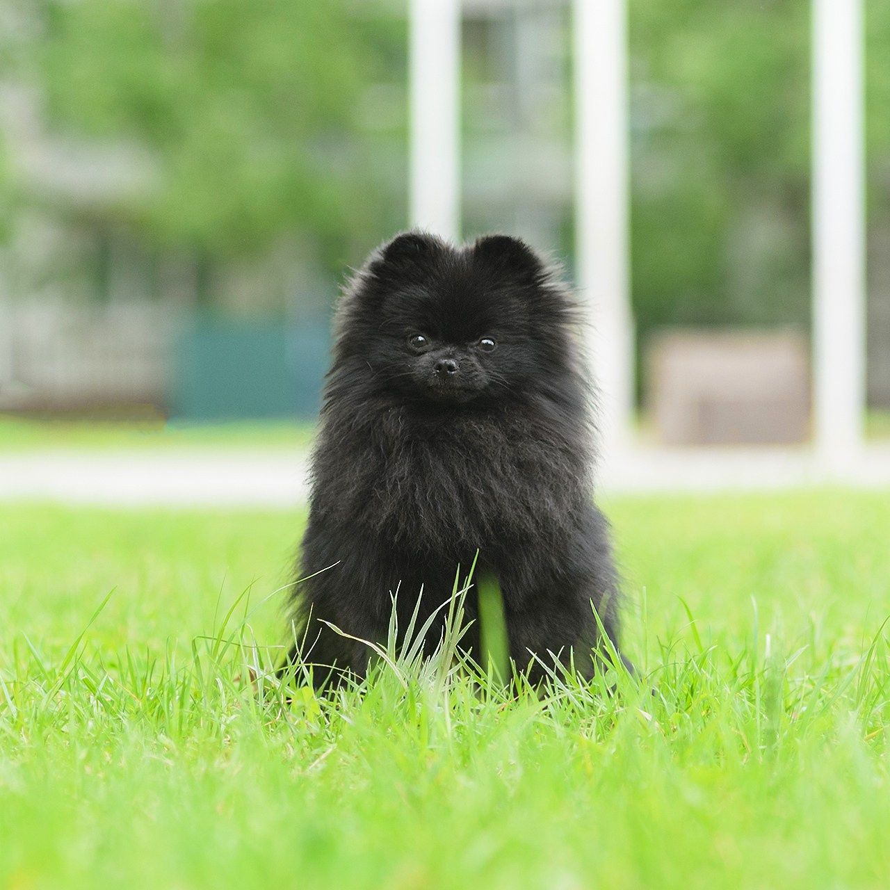 Померанский шпиц 07.06.2024