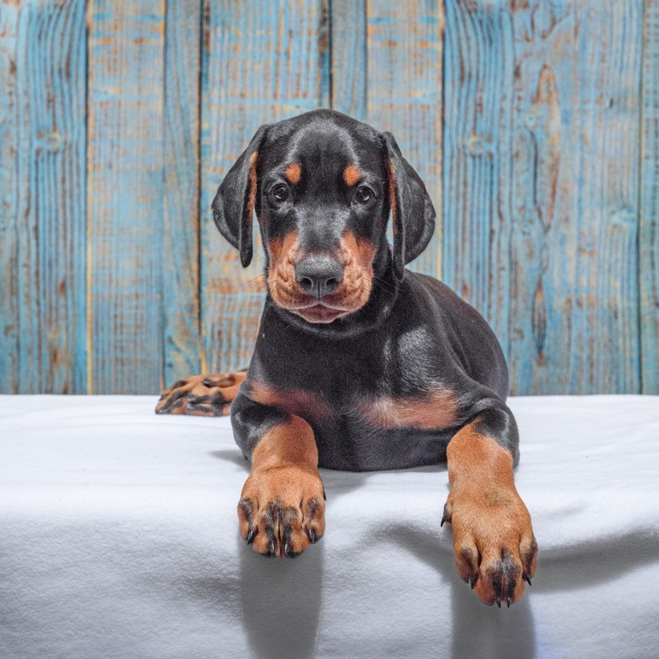 Отзывы. Фотограф анималист Благовещенск. Сафонова Виктория