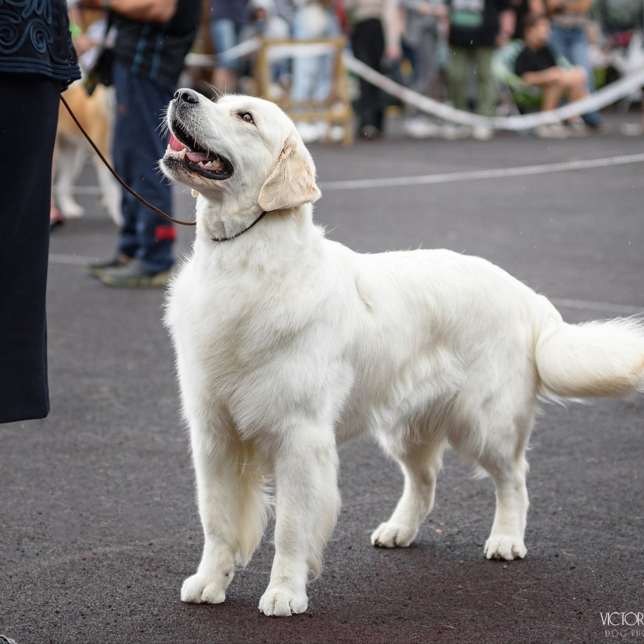 Отзывы. Фотограф анималист Благовещенск. Сафонова Виктория