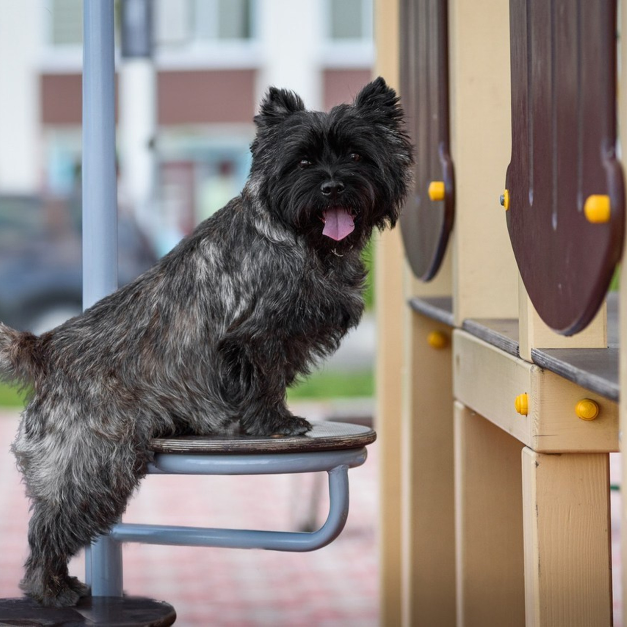 Отзывы. Фотограф анималист Благовещенск. Сафонова Виктория