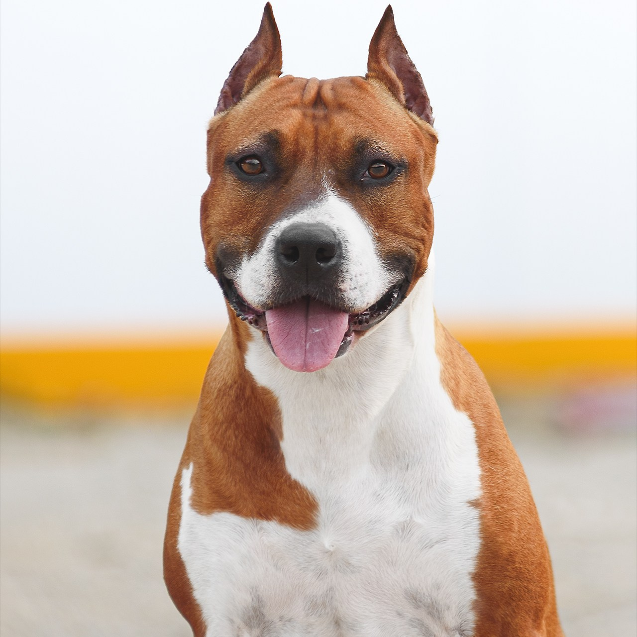 Американский стаффордширский терьер 19.06.2023