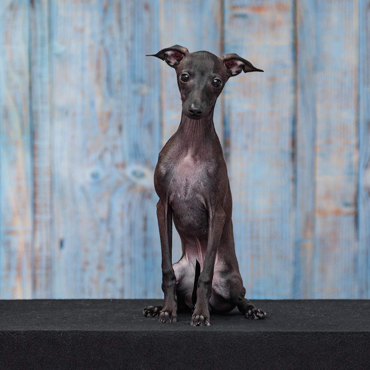 Левретка 11.02.2024