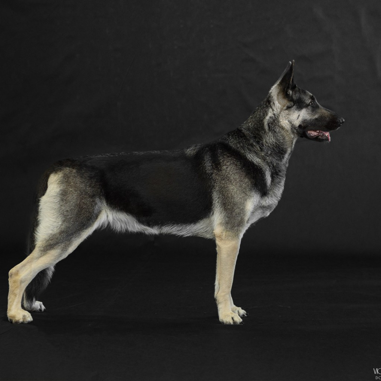 Отзывы. Фотограф анималист Благовещенск. Сафонова Виктория