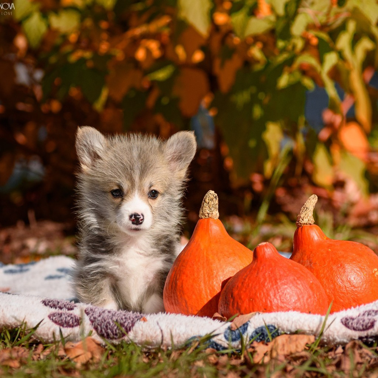 Отзывы. Фотограф анималист Благовещенск. Сафонова Виктория