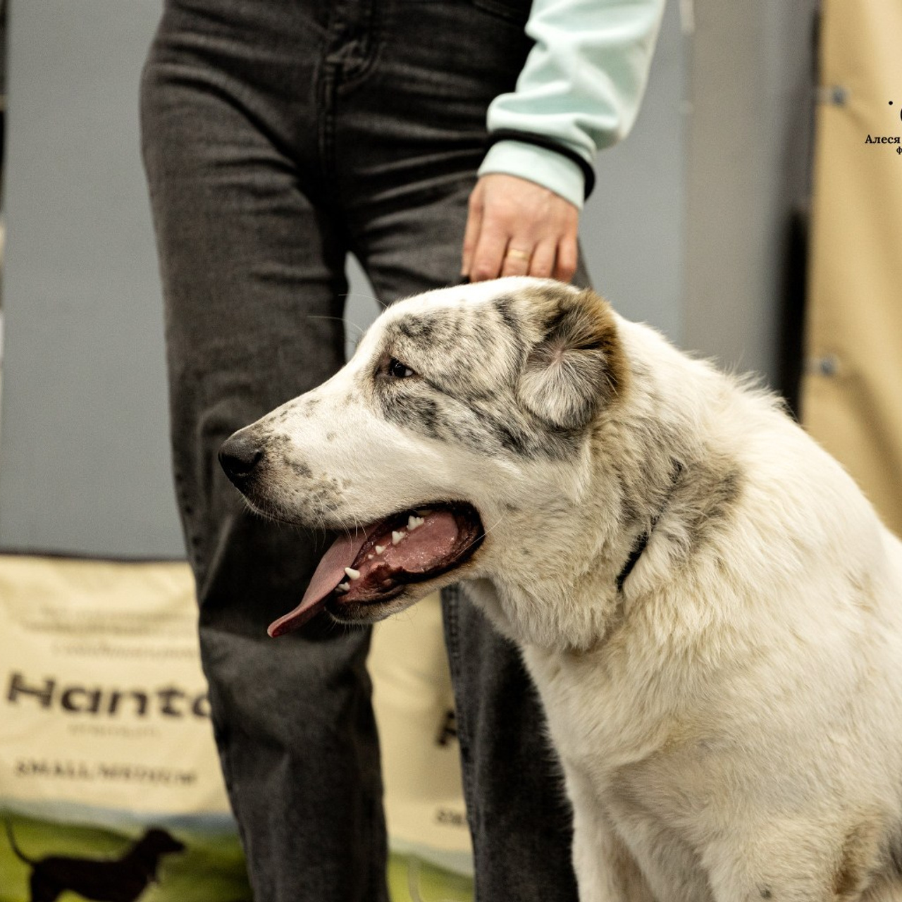 Отзывы клиентов — бренд-фотограф и фотограф-анималист в Москве и области. Фотограф-анималист и бренд-фотограф в Москве | Фотография собак, людей, бизнес-портрет