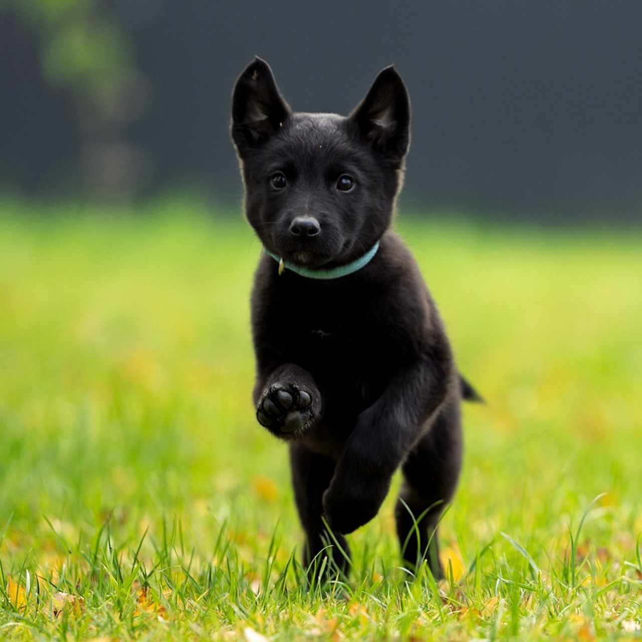 Отзывы клиентов — бренд-фотограф и фотограф-анималист в Москве и области. Фотограф-анималист и бренд-фотограф в Москве | Фотография собак, людей, бизнес-портрет