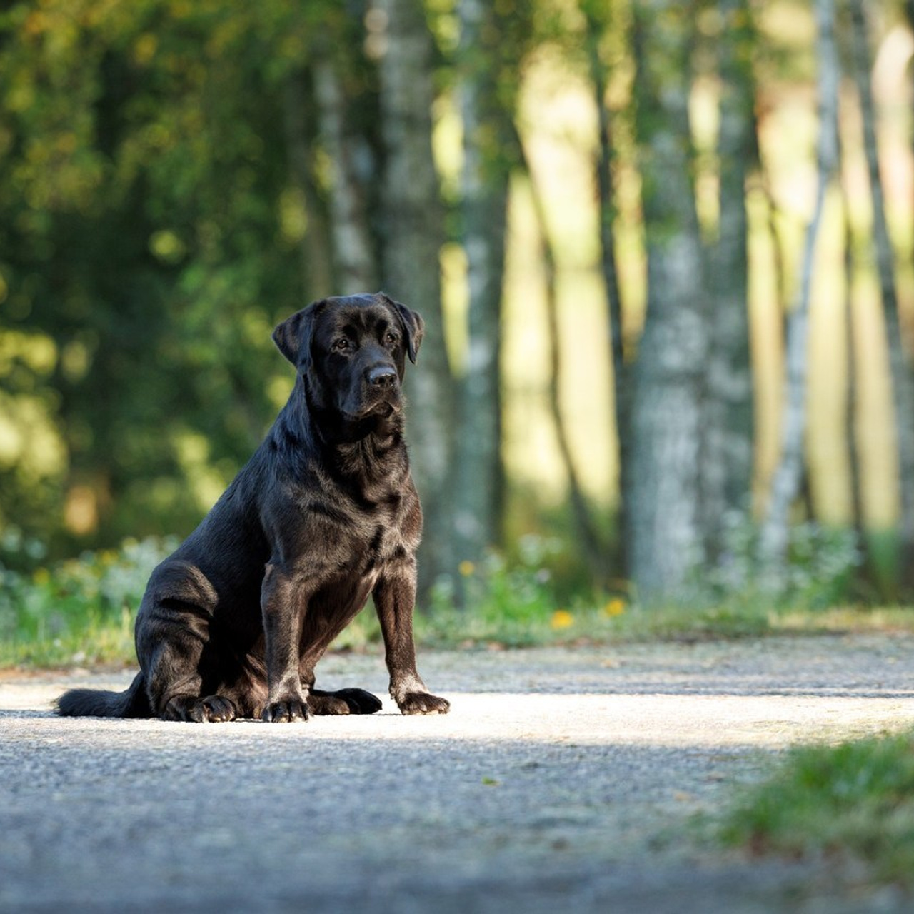 Отзывы клиентов — бренд-фотограф и фотограф-анималист в Москве и области. Фотограф-анималист и бренд-фотограф в Москве | Фотография собак, людей, бизнес-портрет