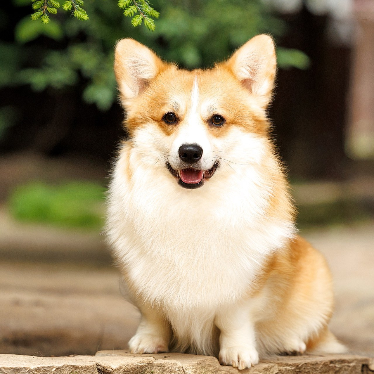 Отзывы клиентов — бренд-фотограф и фотограф-анималист в Москве и области. Фотограф-анималист и бренд-фотограф в Москве | Фотография собак, людей, бизнес-портрет