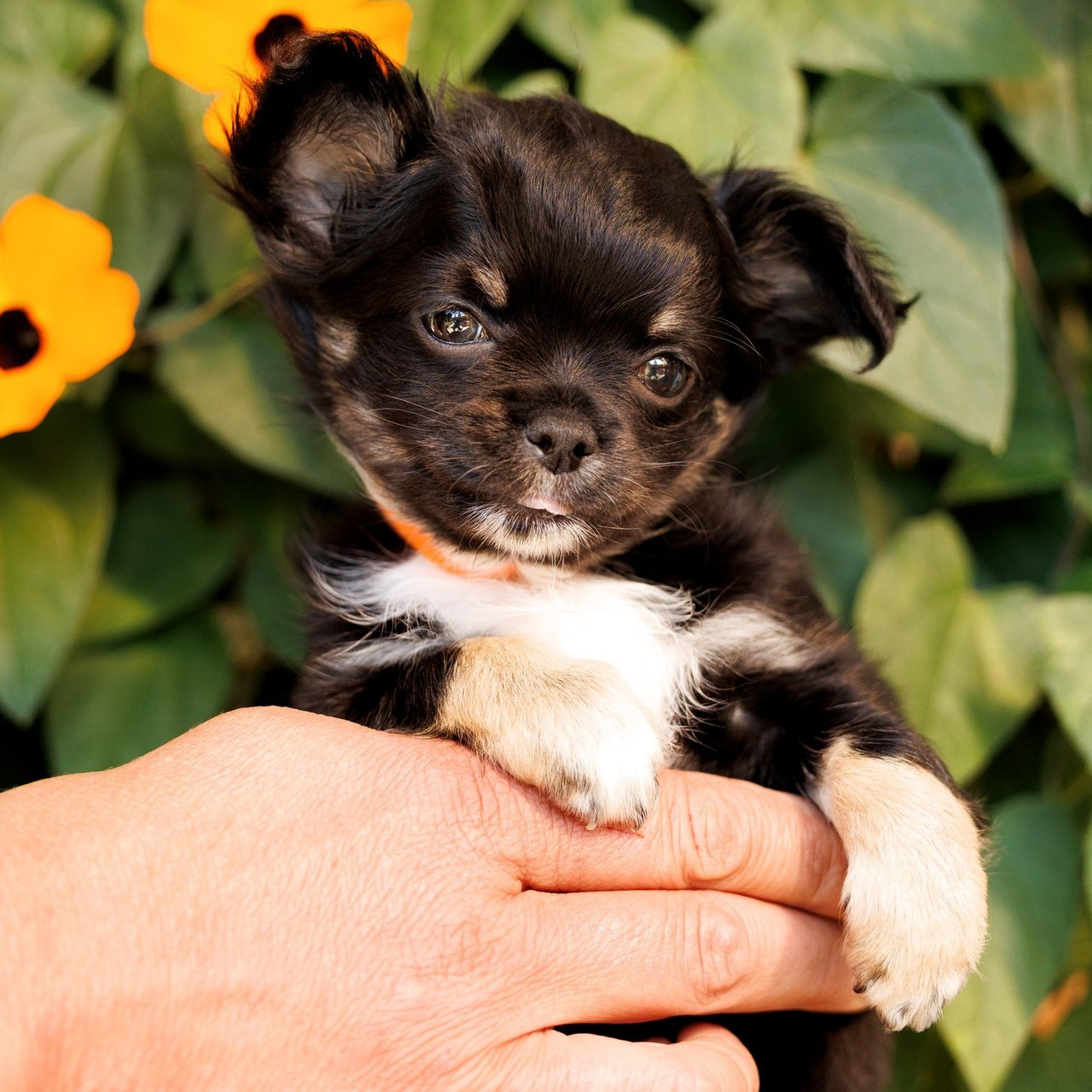 Отзывы клиентов — бренд-фотограф и фотограф-анималист в Москве и области. Фотограф-анималист и бренд-фотограф в Москве | Фотография собак, людей, бизнес-портрет
